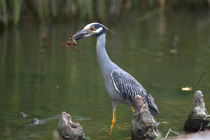 Yellow Crowned Night Heron with a Crawdad