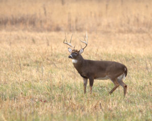 Whitetail Buck in Cades Cove
