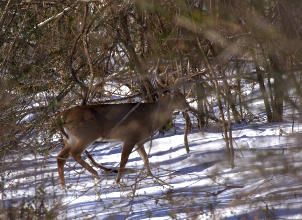 Even the deer don't like the white stuff. I took this one in the Coldater River Bottoms.